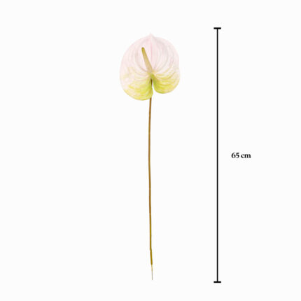 ANTHURIUM GRANDE