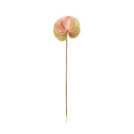 ANTHURIUM GRANDE