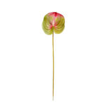 ANTHURIUM GRANDE