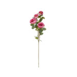 ROSA INGLESA X4 *FUXIA