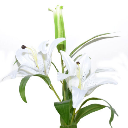 VARA LILIUM ST.