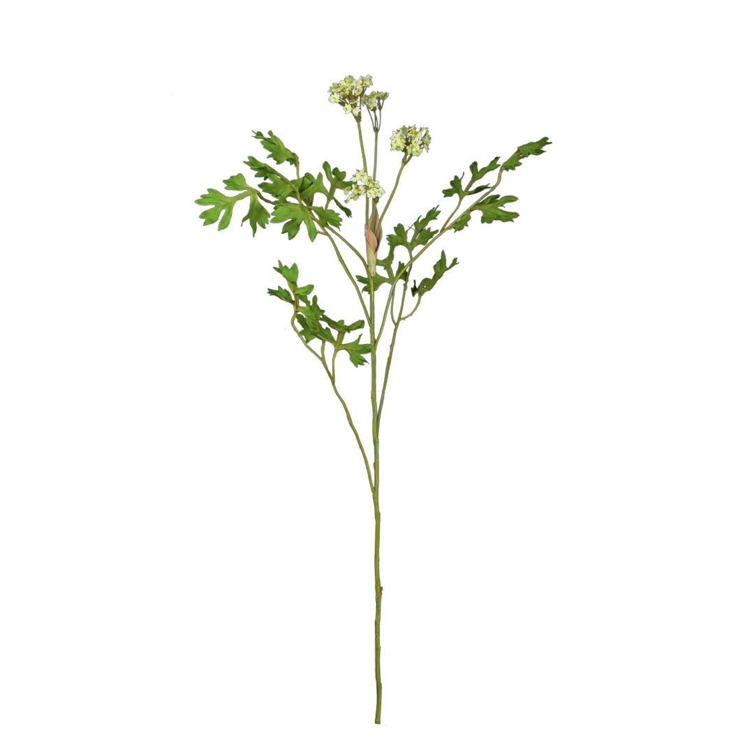 37786.jpg V.AROMATICAS CICLANTRO