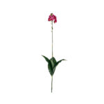 VARA ORQUIDEA CALANTHE *FUXIA