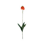 VARA ORQUIDEA CALANTHE *FUXIA