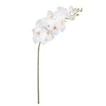 VARA ORQUIDEA *BLANCO