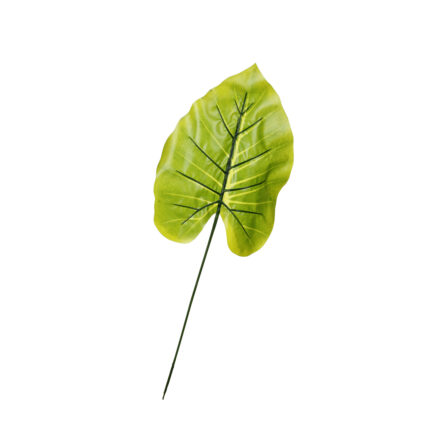 HOJA PHILOLENDRO
