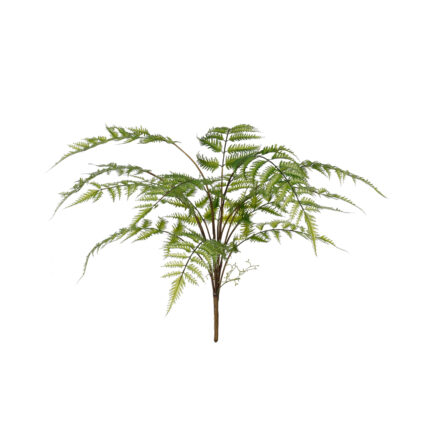PLANTA HELECHO *V.OSCURO