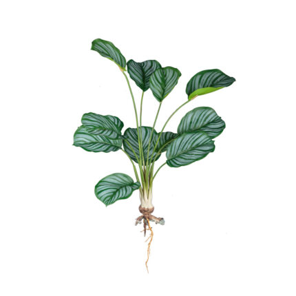 MATA RAICES HOJA CALATHEA