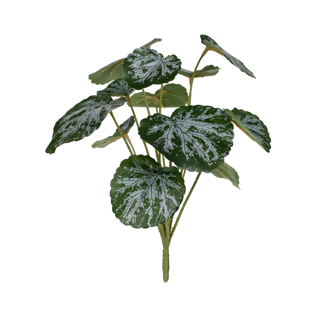 483974-19.jpg MATA CALADIUM
