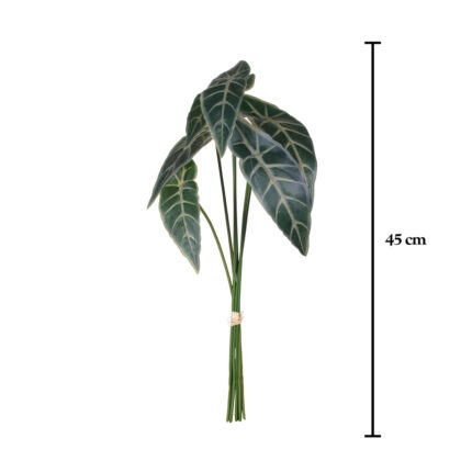 POMO ALOCASIA