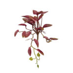 MATA MINI HOJA FICUS