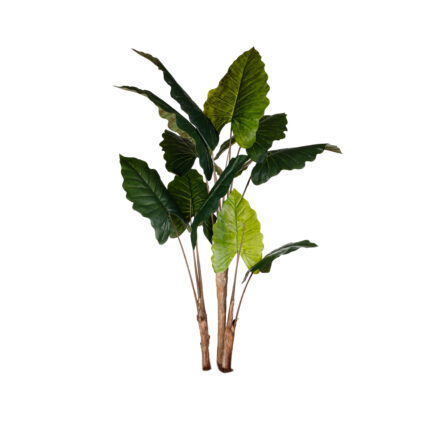 MATA ALOCASIA GRD