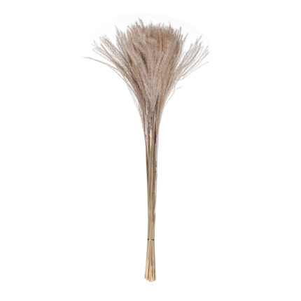 POMO PLUMAS SECO