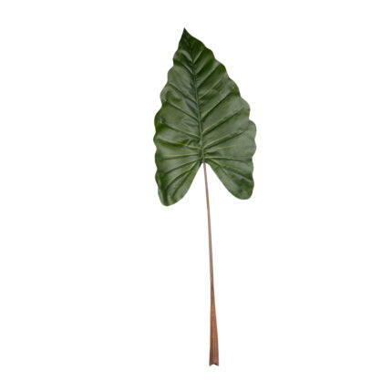 HOJA BANANA GRD