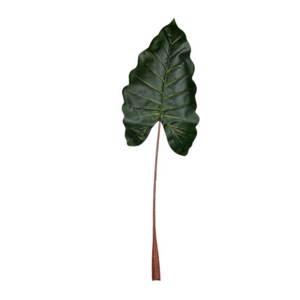 HOJA BANANA
