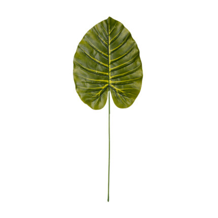 HOJA ALOCASIA ODORA