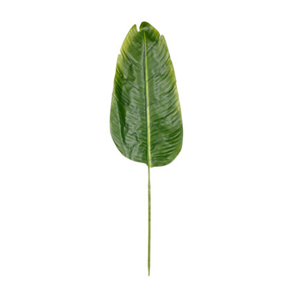 HOJA PLATANERA