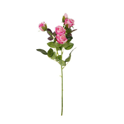 MINI ROSAS X5