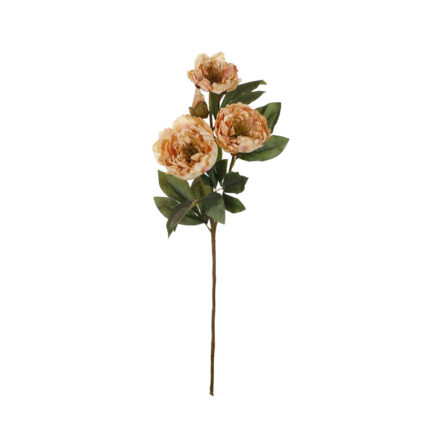 V.PEONIA X3