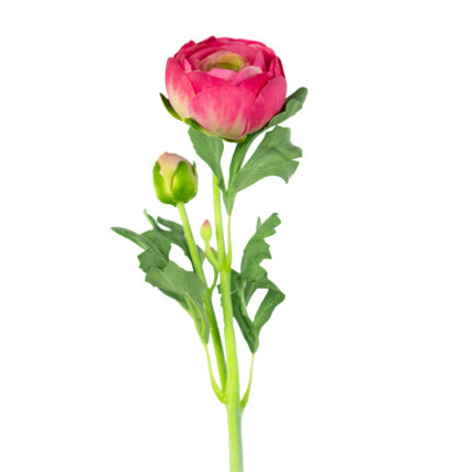 V.RANUNCULO X2 TACTO NATURAL *FUXIA