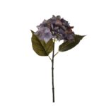V.HORTENSIA AGUA OTOÑAL