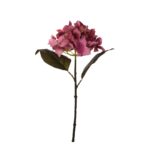 V.HORTENSIA AGUA OTOÑAL