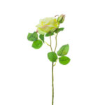 V.ROSA SOFIA