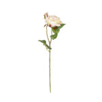 V.ROSA SOFIA
