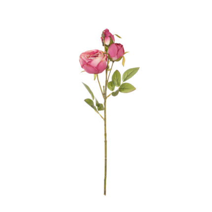 V.RANUNCULO X3 *FUXIA