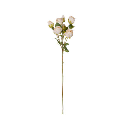 V.ROSA X7 DRY