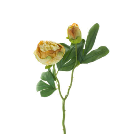 V.PEONIA CERRADA DRY