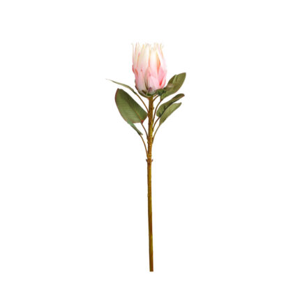 VARA PROTEA