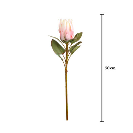 VARA PROTEA