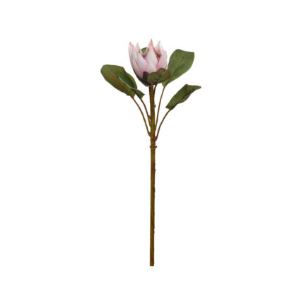 V.PROTEA P.