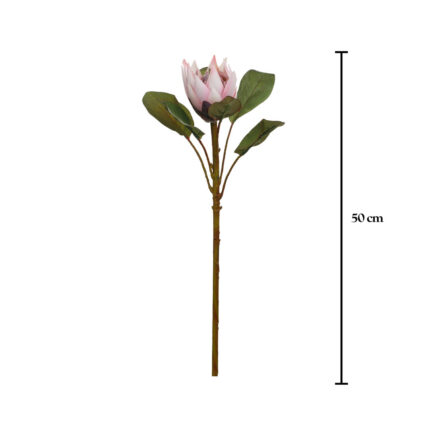 V.PROTEA P.