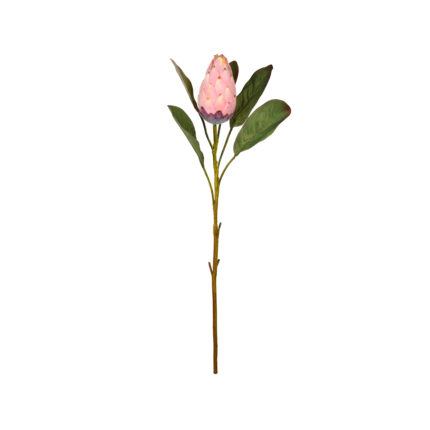 VARA PROTEA