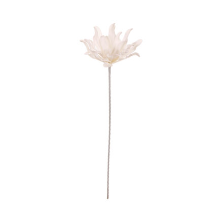 DAHLIA "FOAM"