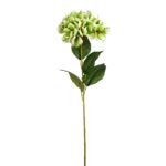 VARA HORTENSIA