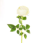 VARA ROSA INGLESA