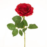 VARA ROSA