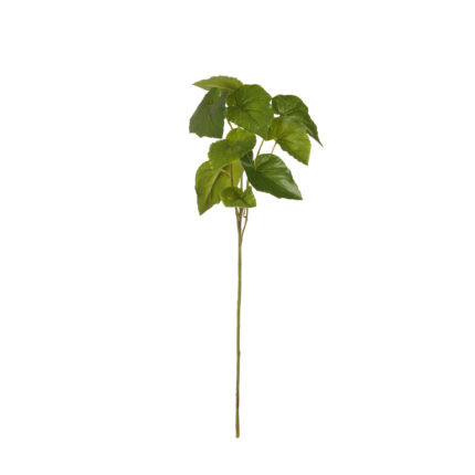 VARA BEGONIA