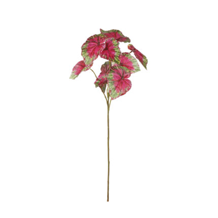 VARA BEGONIA