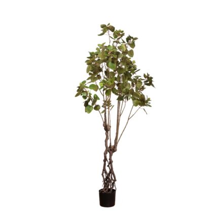 PLANTA EUCALIPTO 1.80MT