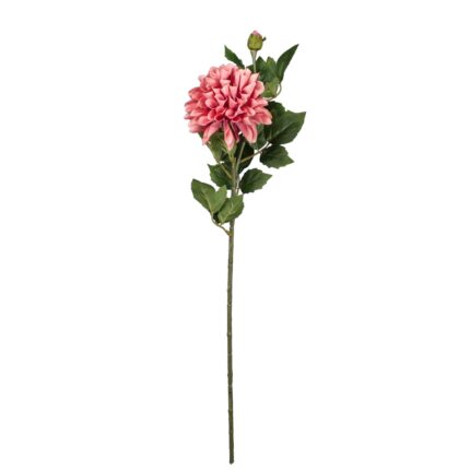 DHALIA CON CAPULLO