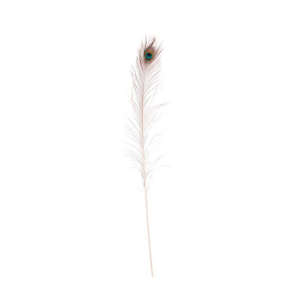 PLUMA PAVO