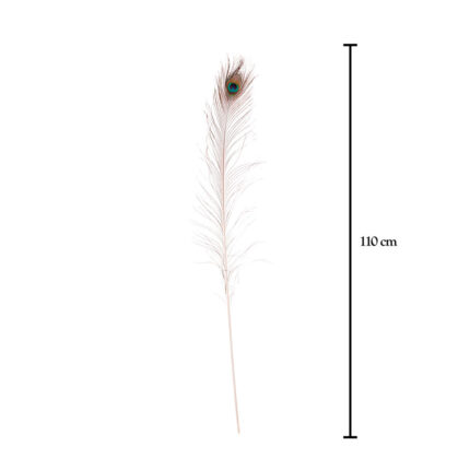 PLUMA PAVO
