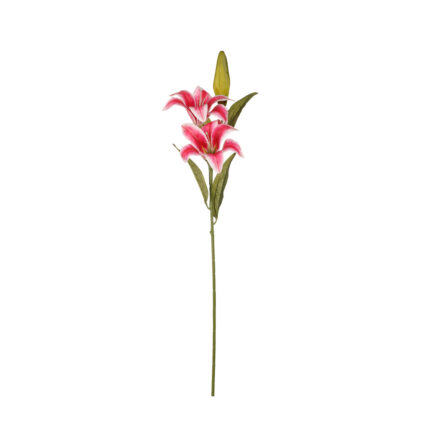 VARA LILIUM