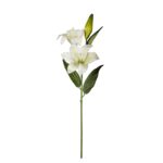VARA LILIUM