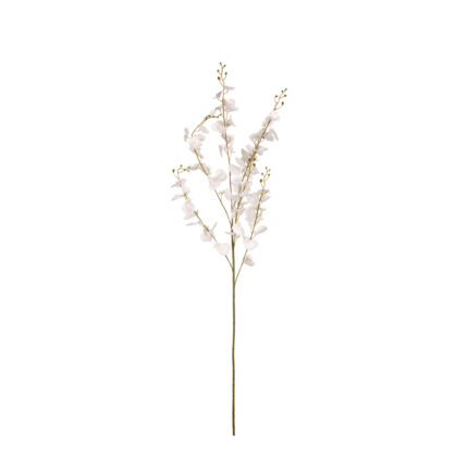 VARA ONCIDIUM