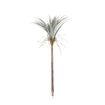 MATA DRACAENA DRACO 1.50MT